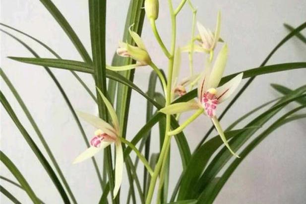 养兰花,善用这3"好料",全面养护,嫩芽如新笋般直冒