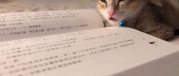 一看书就犯困的小猫,怪不得学习那么差劲