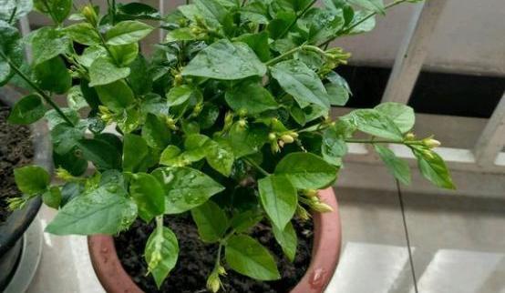 茉莉花叶子蔫了怎么回事?找准原因,不耽误开花!