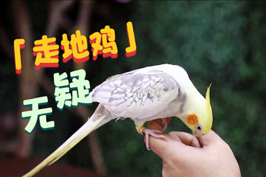 玄凤鹦鹉这几个特点看到其中一种是走地鸡无疑