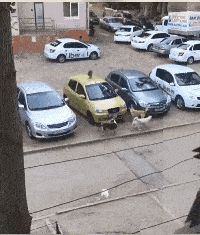 搞笑GIF:還好是一個娃,要是一窩可咋整!