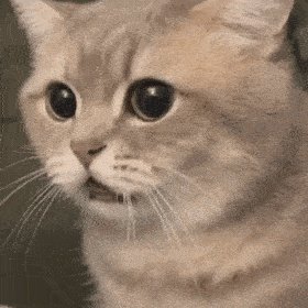 每晚 21:00 eveonecat魔性猫咪表情包 第十二弹 表情来源网络