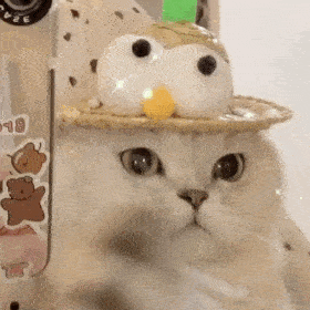 网红猫咪   蛋蛋表榘包