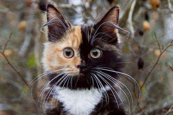 一只猫有两张脸,世界上最罕见的猫——双面猫