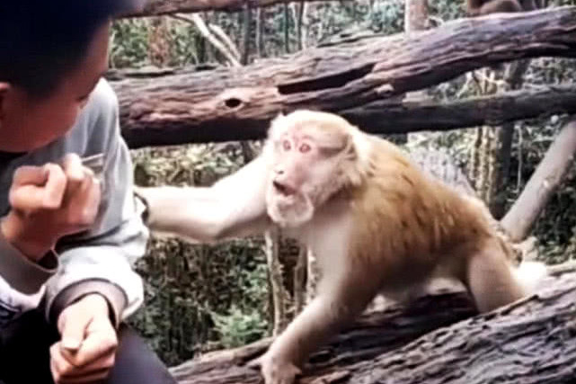 原创 男子掏东西喂猴子,却趁机突然用手挑衅,猴子顿时暴怒一巴掌打去