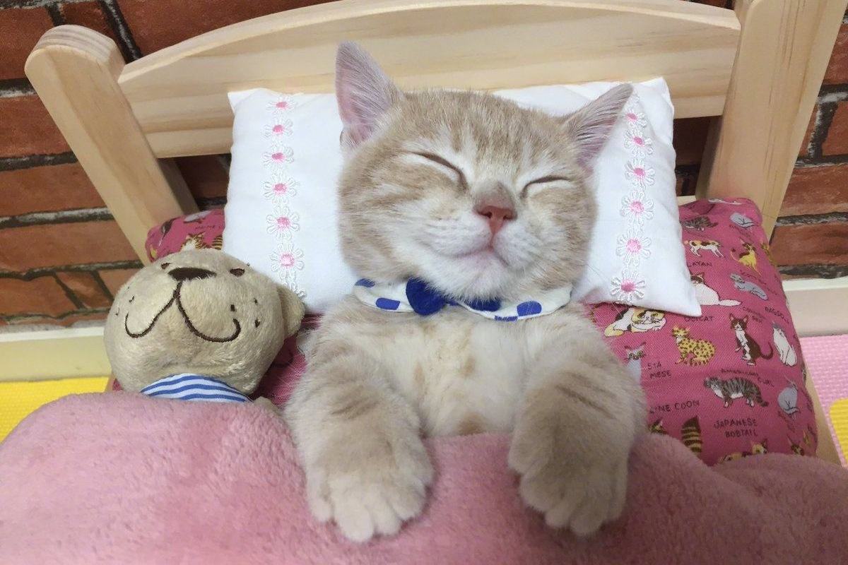 睡着的猫咪萌萌哒:你的小可爱已进入休眠模式