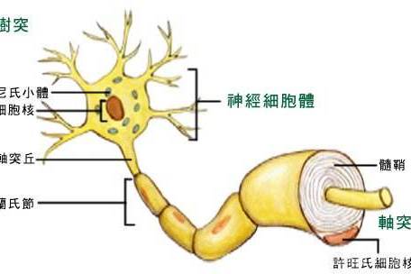 手脚麻木,刺痛,是末梢神经炎还是周围神经炎?有什么区别?