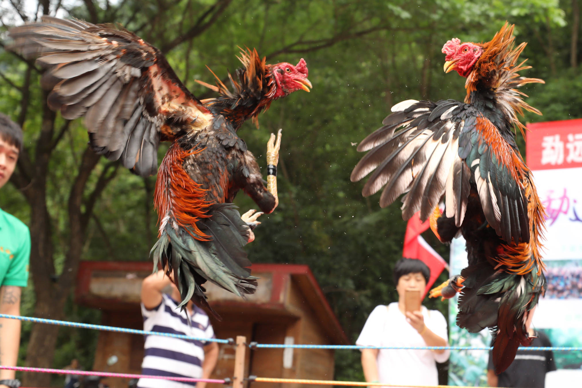 除了唱歌跳舞喝酒,傣族人最爱的娱乐活动是斗鸡