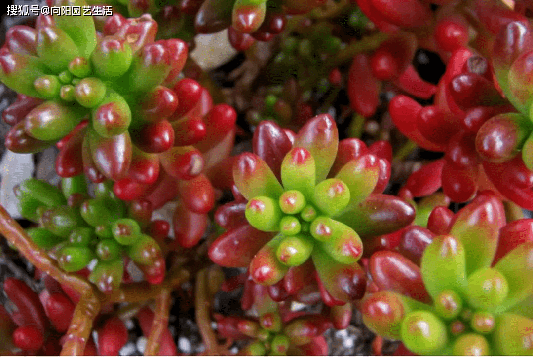 多肉小花盆除了养多肉还能怎么用 65a0a4e87ed14921a6cb2d21d5117d1c.png