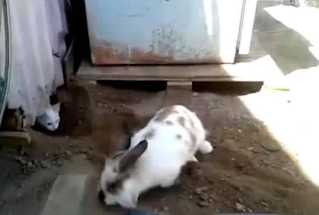听到屋里传来猫咪惨叫,兔子赶紧徒手刨洞,结果被猫咪耍了一把