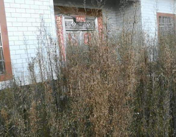 草什么门成语_草什么花什么成语