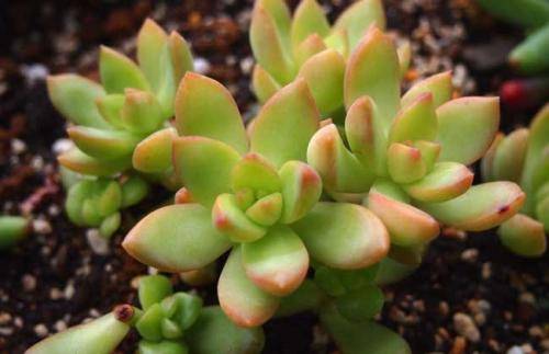 多肉怎样养成群生 bb3a63c00cc249df8c54817e6ead486e.jpeg