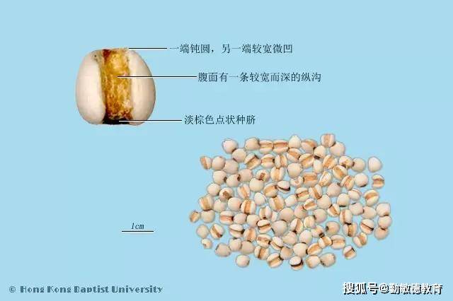 图片薏米,苡米,薏仁,薏苡仁,感米,苡米仁,生苡仁,米仁,益米,薏米仁