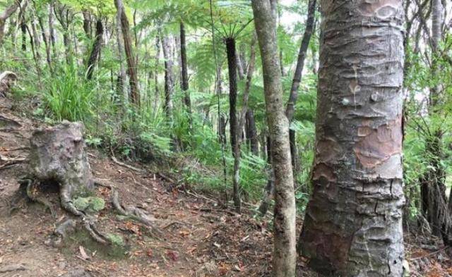 树是从哪里获取养分的 56ae8d1ed94b4c1483cfbed4ff21b81f.jpeg