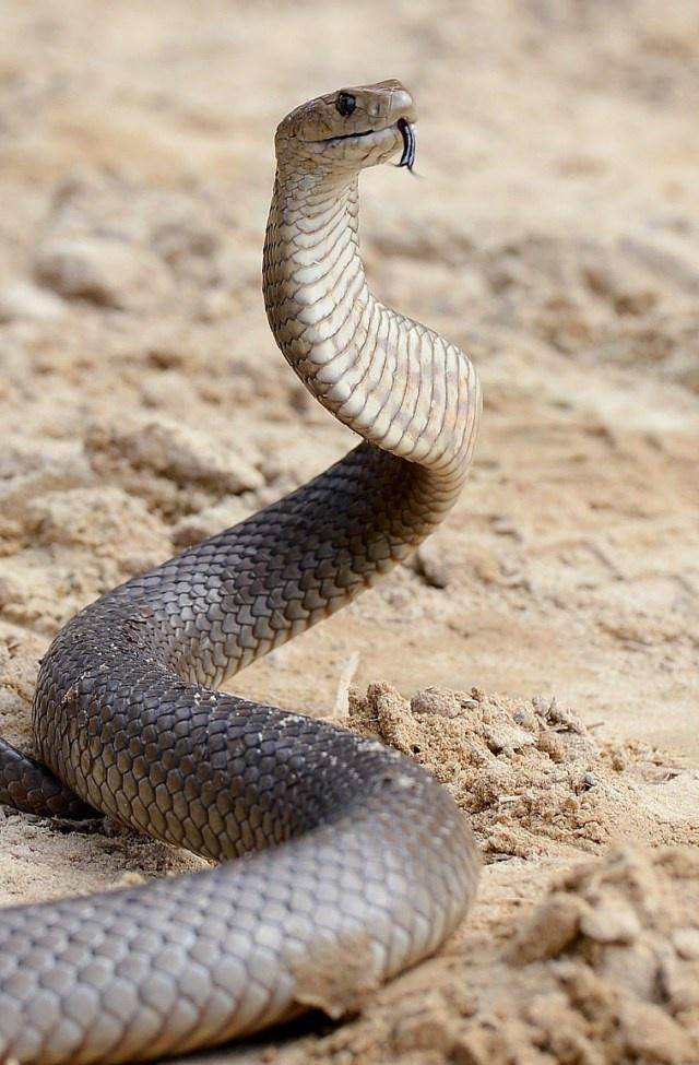 世界上最毒的蛇排名_世界上最毒的蛇是什么(2)