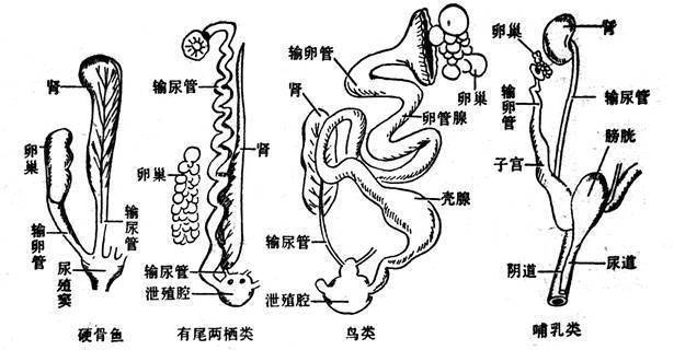 由于公鸡没有丁丁,它和母鸡的交配方式只是简单的泄殖腔交配.