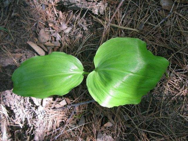 植物界的四不像价值高过野生的老山参遇到了一定要珍惜