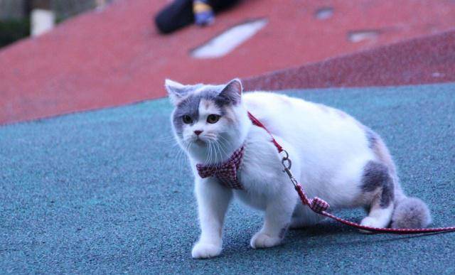 怎么看小猫是不是矮脚猫 c2dcdd4d3ef245199b9b1804c70e7e4b.jpeg