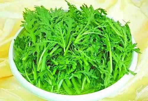 革命菜,原名野茼蒿,又名安南草,是一种常年生长的野菜.