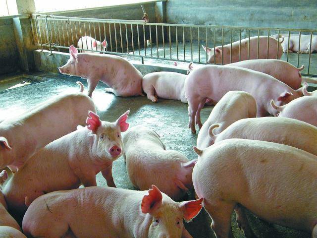 猪场新鲜猪粪生产有机肥可以不盖厂房露天自然堆肥发酵翻堆吗?