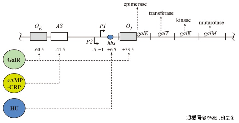 半乳糖操纵子.biomolecules 2015 dec 5(4 2782–2807.