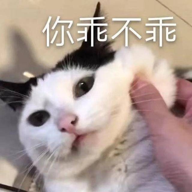 猫咪表情包合集我就是馋你的身子