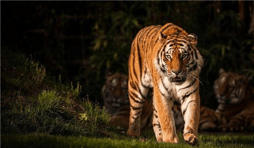 哪些动物可以打得过老虎 0b4136896423434fba6995fa74b19d24.png