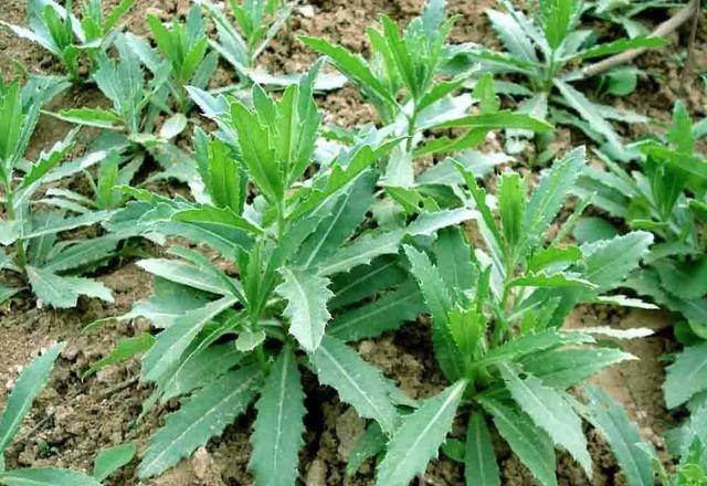 婆婆丁的功效作用 11fbf5a74fcf4313895484f1b417ba12.jpeg