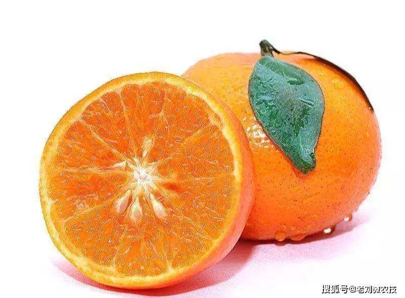 如何种出高品质沃柑 420ca8a510da413c9a48f420e8a4d811.jpeg