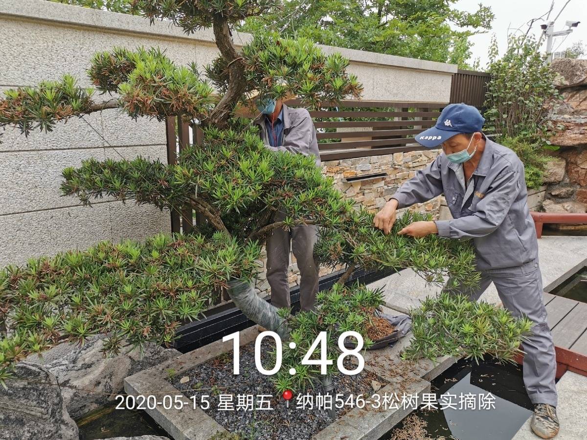 花园养护日记:人生小满时,有院足以安_修剪