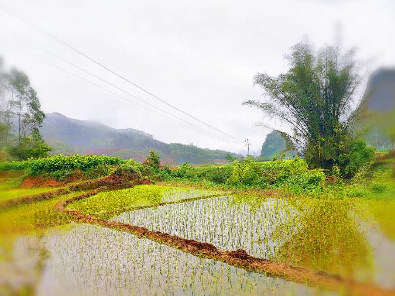 青秧始落风遥地,紫气初来梦远方.水暖三春蛙早恋,天晴九泰燕高翔.