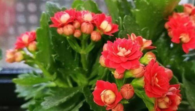 夏天种什么花好呢 5de95f1fddd040c1a7ded24d5111251d.jpeg