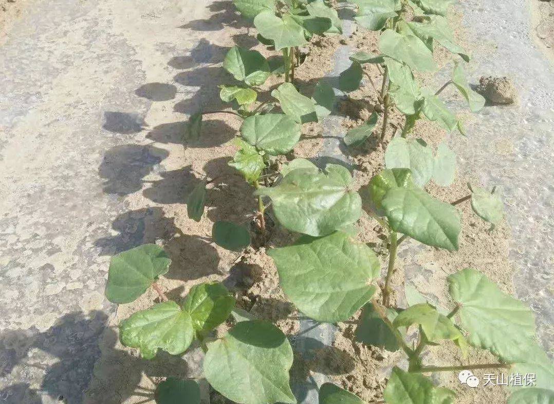 棉花苗期生长指标及调控措施