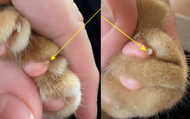 猫咪也会长"鸡眼"?肉垫上的角质增生需要切除吗?