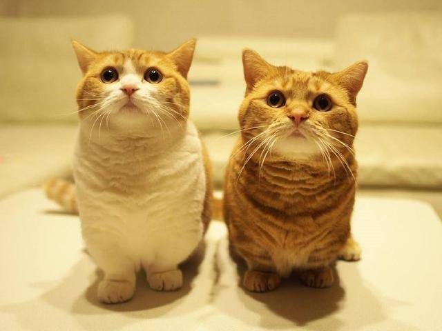 猫咪怎么才会粘人 b0420595d2b04f5c9c5b37f3f1c10e2a.jpeg