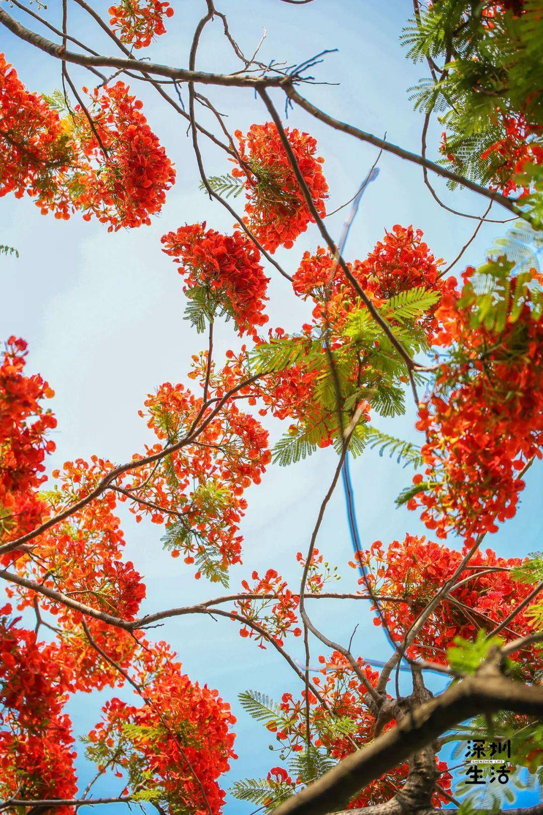 "叶如飞凰之羽,花若丹凤之冠" 凤凰木是世界上色彩最鲜艳的树木之一