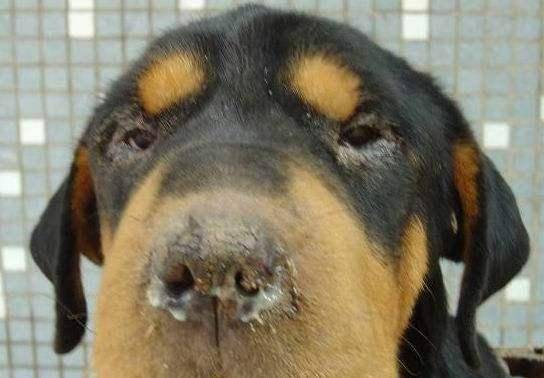 犬瘟有什么症状和后遗症会传染人吗?