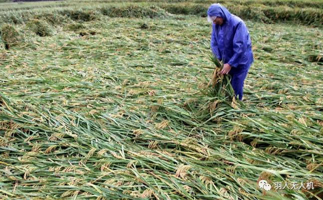 怎么样才能种出巨大作物 c768bd4780a34a859c195104c62b383b.jpeg