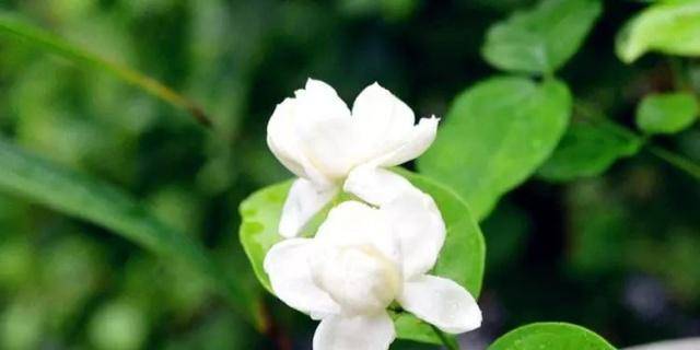 d61735d01fbd45c89aca1180ccc06e9c.jpeg