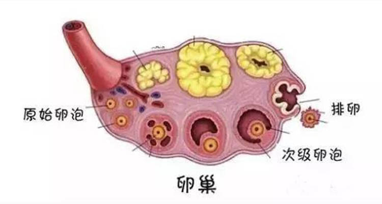 他们会萎缩,衰退,我们把剩下这些趋于退化的卵泡叫做"闭锁卵泡",这是