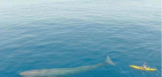 蓝鲸有天敌吗天敌是谁 b53b664d369d470bbca52b4b0ec5bce8.jpeg