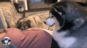 女主人怀了宝宝,