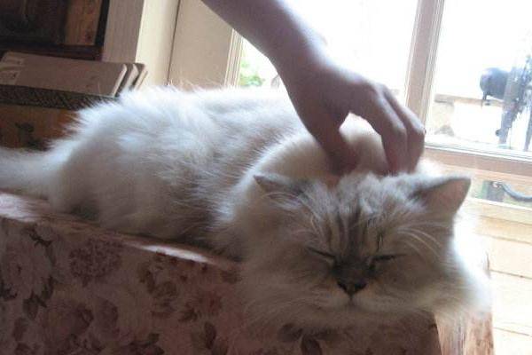 你们知道怎么摸猫咪才能让它感到舒服吗?