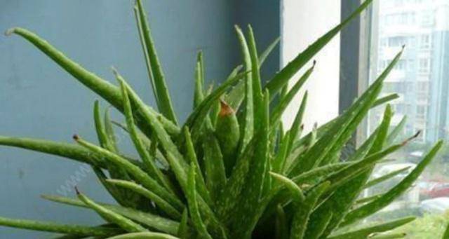 盆栽浇水浇多了怎么办 d5c6a6ab901640ed9604ede38782703c.jpeg