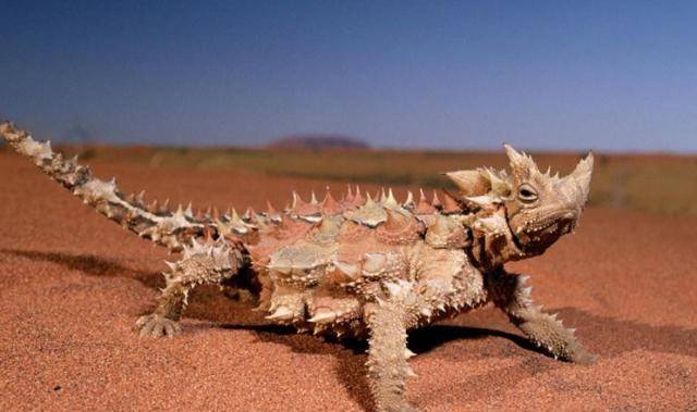 原创奇特的沙漠蜥蜴,竟可用皮肤来"喝水",一顿吃千只蚂蚁!