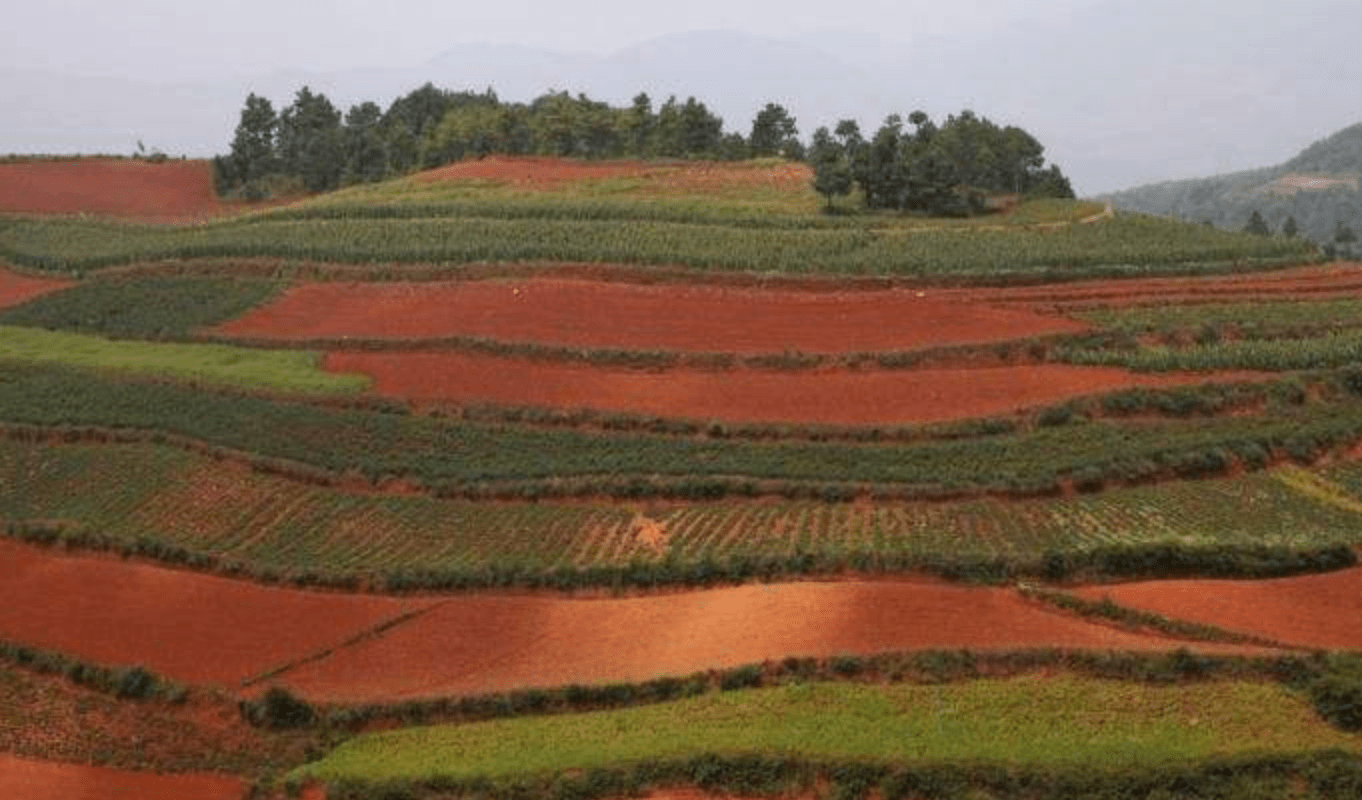 【新京报】红壤改良 在贫瘠的土地上耕耘_中国农业科学院农业资源与农业区划研究所