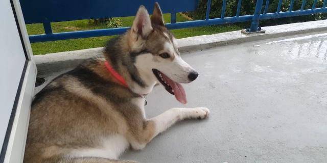 狗为啥怕打雷 9a03509e6d994b16955b7f372af59b92.jpeg