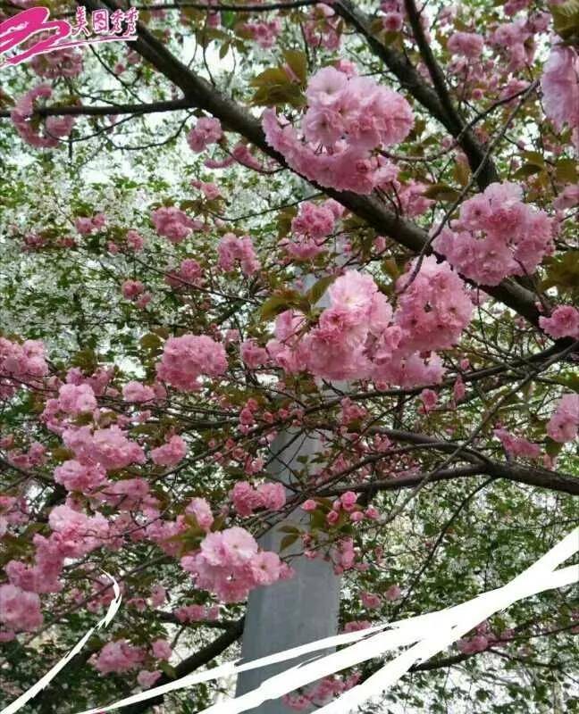 自古神州花卉嘉,声名不胫走天涯. 洛阳遍地樱花放,何必东瀛去看花.