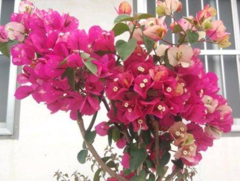 『修剪』开花多，花期长三角梅整年不开花？做好1个前提来“诱”花