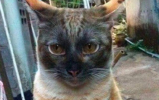 搞笑橘猫在灶台里睡觉一觉醒来成黑炭头网友你是暹罗